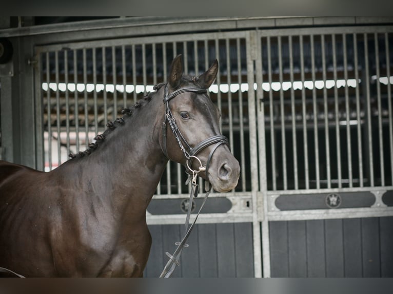 Pony tedesco Giumenta 5 Anni 152 cm Morello in Achern