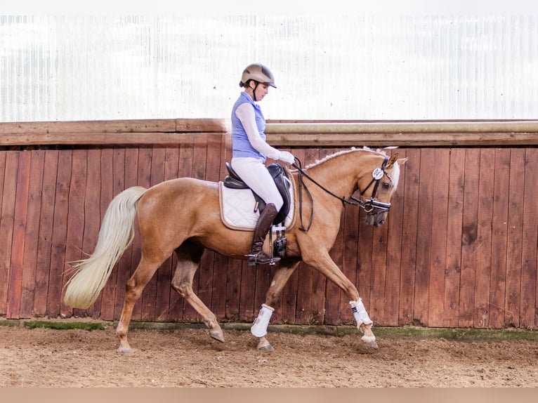 Pony tedesco Giumenta 5 Anni 152 cm Palomino in Uslar/F&#xFC;rstenhagen