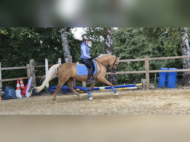 Pony tedesco Giumenta 5 Anni 152 cm Palomino in Uslar/F&#xFC;rstenhagen