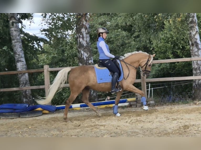 Pony tedesco Giumenta 5 Anni 152 cm Palomino in Uslar/F&#xFC;rstenhagen