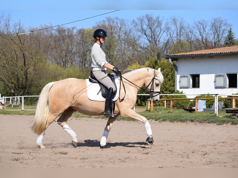 Pony tedesco Giumenta 5 Anni 152 cm Palomino in Stolpe