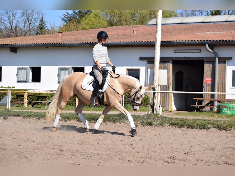 Pony tedesco Giumenta 5 Anni 152 cm Palomino in Stolpe