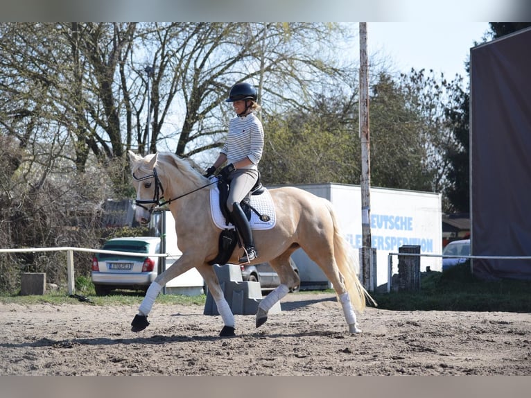 Pony tedesco Giumenta 5 Anni 152 cm Palomino in Stolpe