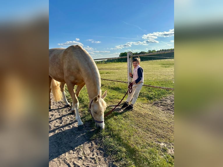 Pony tedesco Giumenta 5 Anni 152 cm Palomino in Stolpe