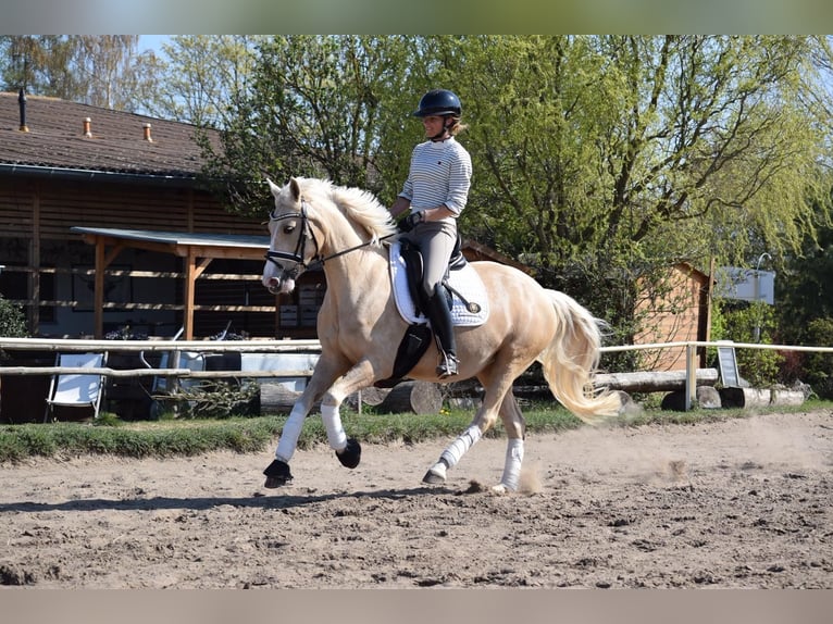 Pony tedesco Giumenta 5 Anni 152 cm Palomino in Stolpe