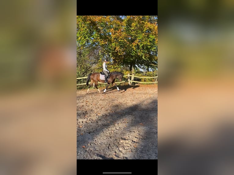 Pony tedesco Giumenta 5 Anni 153 cm Baio scuro in Großheide