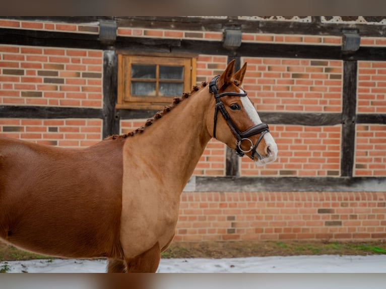 Pony tedesco Giumenta 5 Anni 153 cm Sauro in Redefin