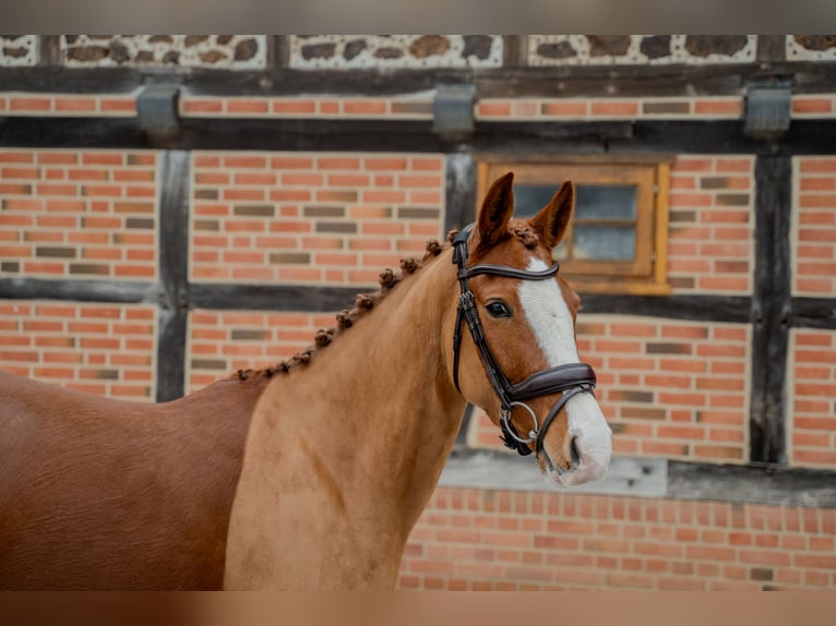 Pony tedesco Giumenta 5 Anni 153 cm Sauro in Redefin