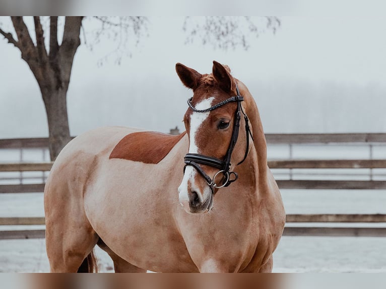 Pony tedesco Giumenta 5 Anni 153 cm Sauro in Riedstadt