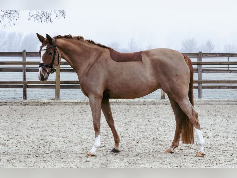 Pony tedesco Giumenta 5 Anni 153 cm Sauro in Riedstadt