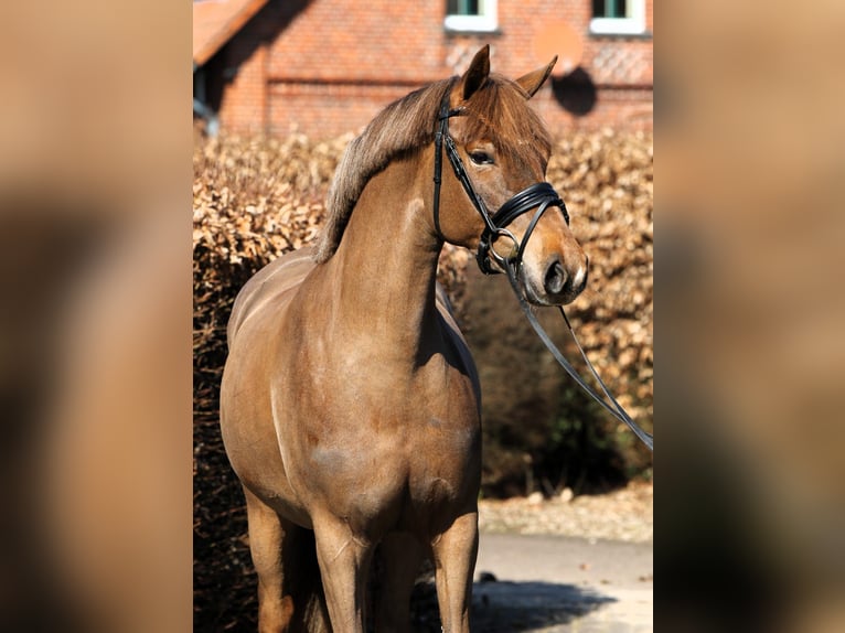 Pony tedesco Giumenta 5 Anni 153 cm Sauro scuro in Rehburg-Loccum Münchehagen