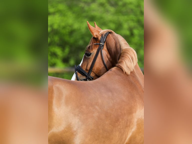 Pony tedesco Giumenta 5 Anni 154 cm Sauro in Lilienthal