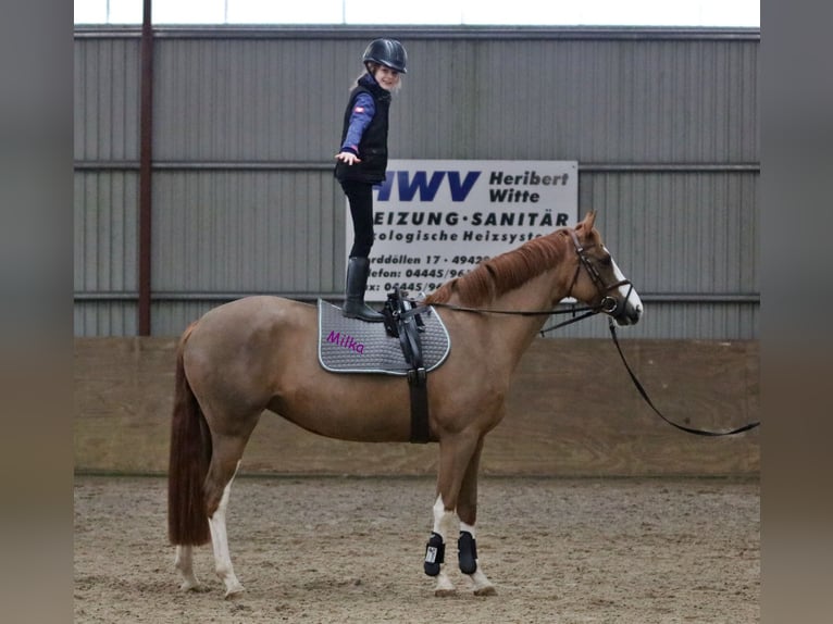Pony tedesco Giumenta 5 Anni 156 cm Sauro in Wildeshausen