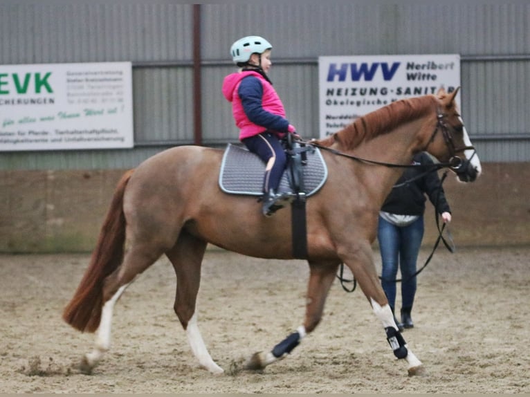 Pony tedesco Giumenta 5 Anni 156 cm Sauro in Wildeshausen