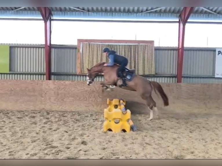 Pony tedesco Giumenta 5 Anni 156 cm Sauro in Wildeshausen