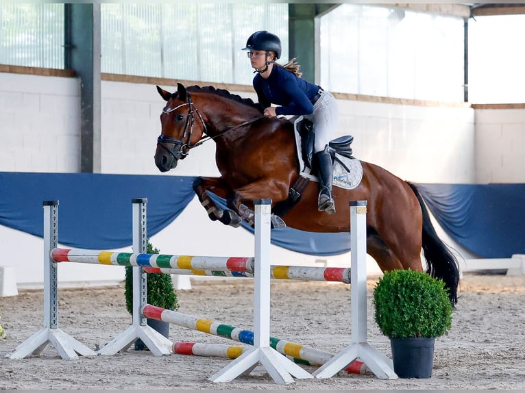 Pony tedesco Giumenta 5 Anni Baio in Marsberg