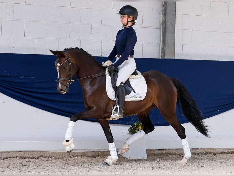 Pony tedesco Giumenta 5 Anni Baio in Marsberg