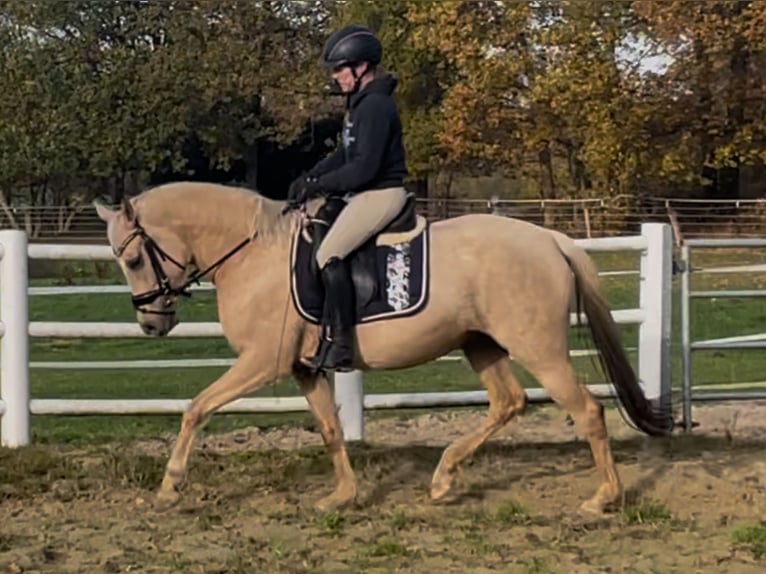Pony tedesco Giumenta 5 Anni Palomino in Stöckse
