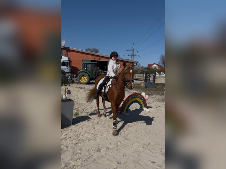 Pony tedesco Mix Giumenta 5 Anni Sauro in Winsen (Aller)
