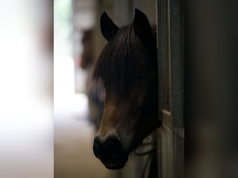 Pony tedesco Giumenta 6 Anni 135 cm Baio in Klimmen