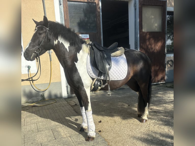 Pony tedesco Mix Giumenta 6 Anni 138 cm Pezzato in Gföhl