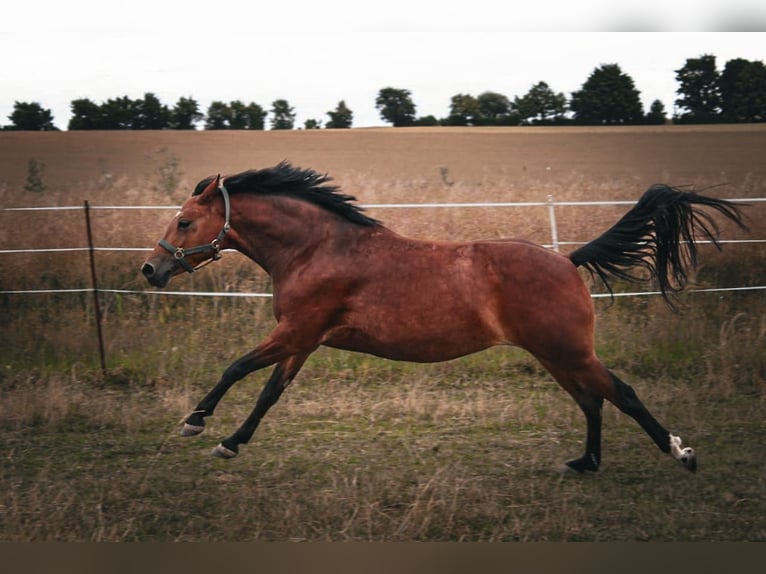 Pony tedesco Giumenta 6 Anni 140 cm Baio in Limbach-Oberfrohna