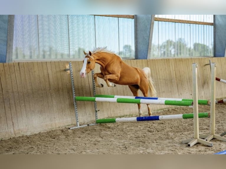 Pony tedesco Giumenta 6 Anni 140 cm Palomino in Dallgow-Döberitz