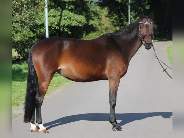 Pony tedesco Giumenta 6 Anni 142 cm Baio scuro in Deinstedt