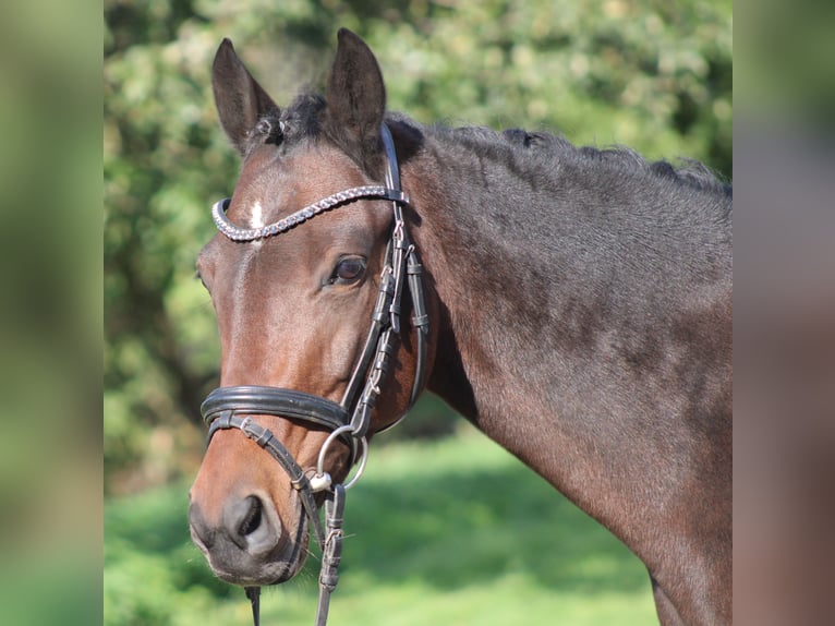Pony tedesco Giumenta 6 Anni 142 cm Baio scuro in Deinstedt