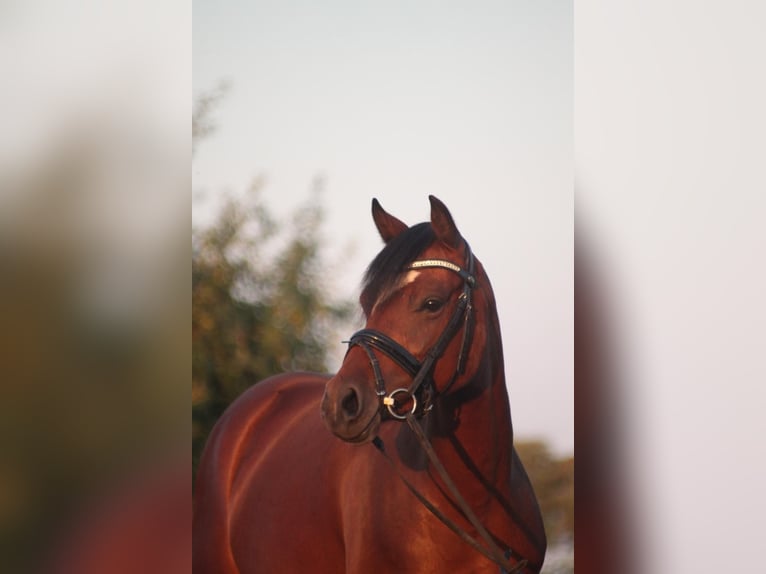 Pony tedesco Giumenta 6 Anni 143 cm Baio in Hüde