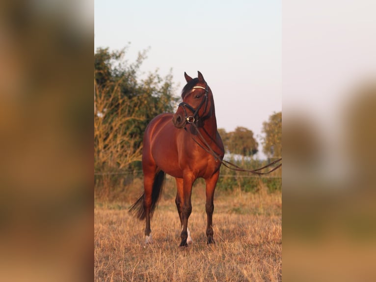 Pony tedesco Giumenta 6 Anni 143 cm Baio in Hüde