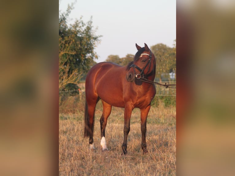 Pony tedesco Giumenta 6 Anni 143 cm Baio in Hüde