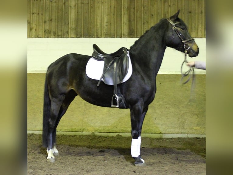 Pony tedesco Giumenta 6 Anni 144 cm Baio scuro in Hamburg