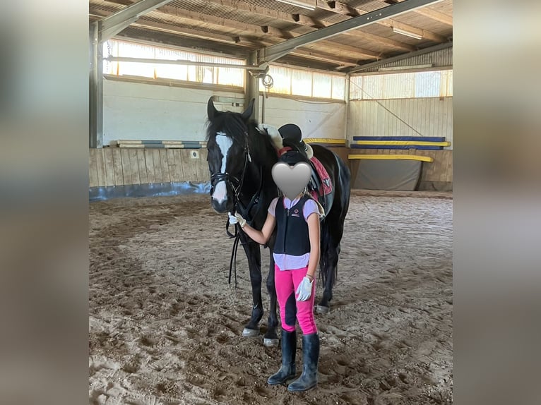 Pony tedesco Giumenta 6 Anni 144 cm Baio scuro in Freiburg im Breisgau