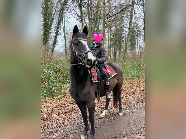Pony tedesco Giumenta 6 Anni 144 cm Baio scuro in Freiburg im Breisgau