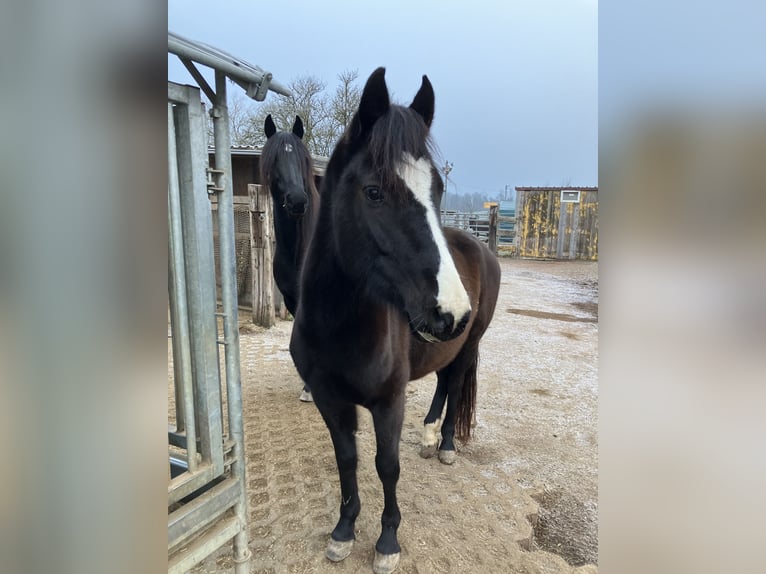 Pony tedesco Giumenta 6 Anni 144 cm Baio scuro in Freiburg im Breisgau
