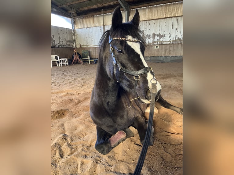 Pony tedesco Giumenta 6 Anni 144 cm Baio scuro in Freiburg im Breisgau