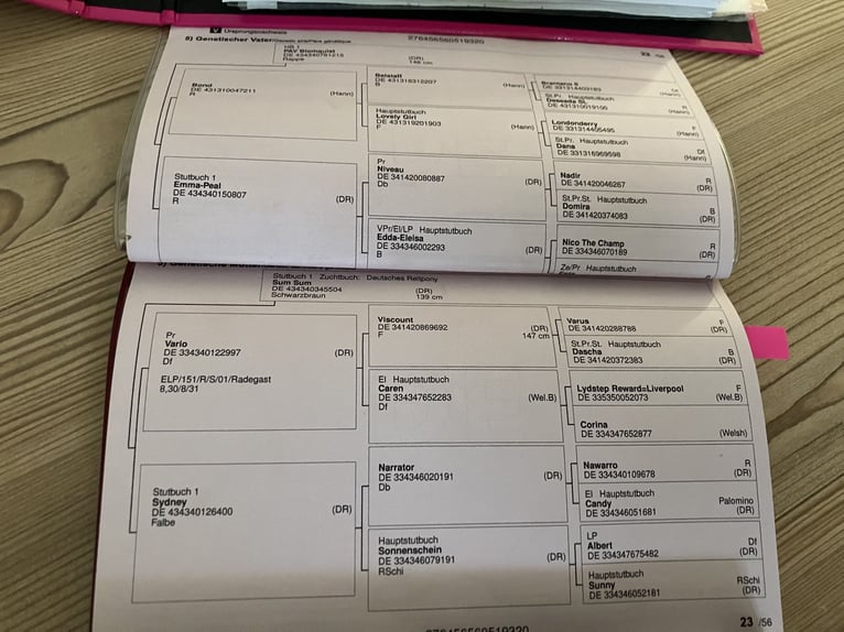 Pony tedesco Giumenta 6 Anni 144 cm Baio scuro in Freiburg im Breisgau