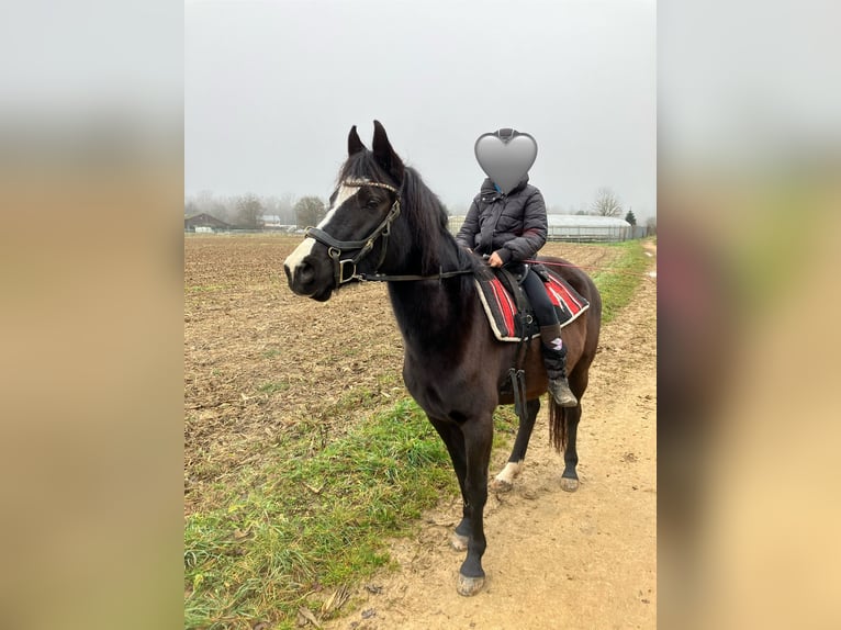 Pony tedesco Giumenta 6 Anni 144 cm Baio scuro in Freiburg im Breisgau