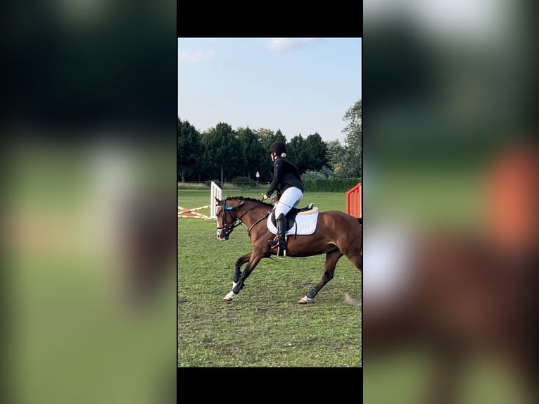 Pony tedesco Giumenta 6 Anni 144 cm Baio scuro in Panketal