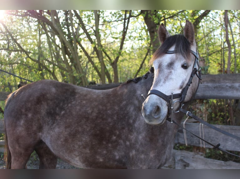Pony tedesco Giumenta 6 Anni 144 cm Grigio in Schwegenheim