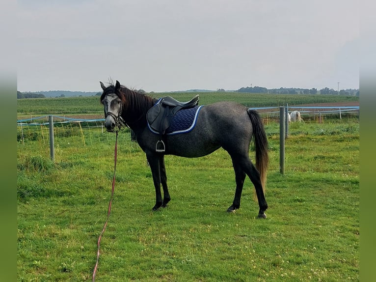 Pony tedesco Mix Giumenta 6 Anni 144 cm Grigio in Jürgenshagen