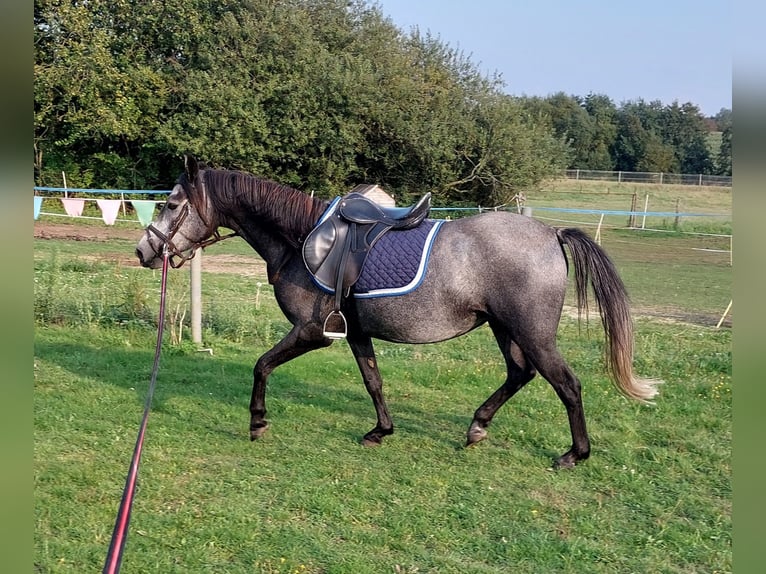 Pony tedesco Mix Giumenta 6 Anni 144 cm Grigio in Jürgenshagen