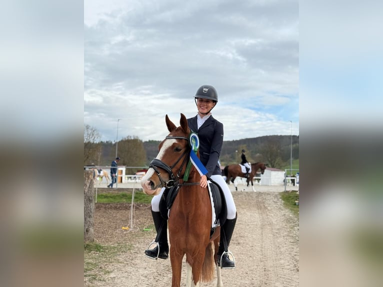 Pony tedesco Giumenta 6 Anni 144 cm Sauro in Emmerthal