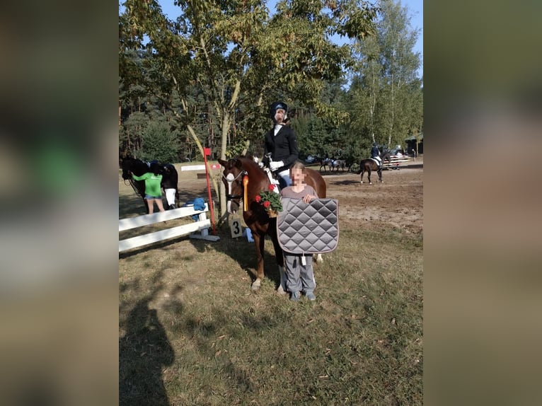 Pony tedesco Giumenta 6 Anni 144 cm Sauro scuro in Treuenbrietzen