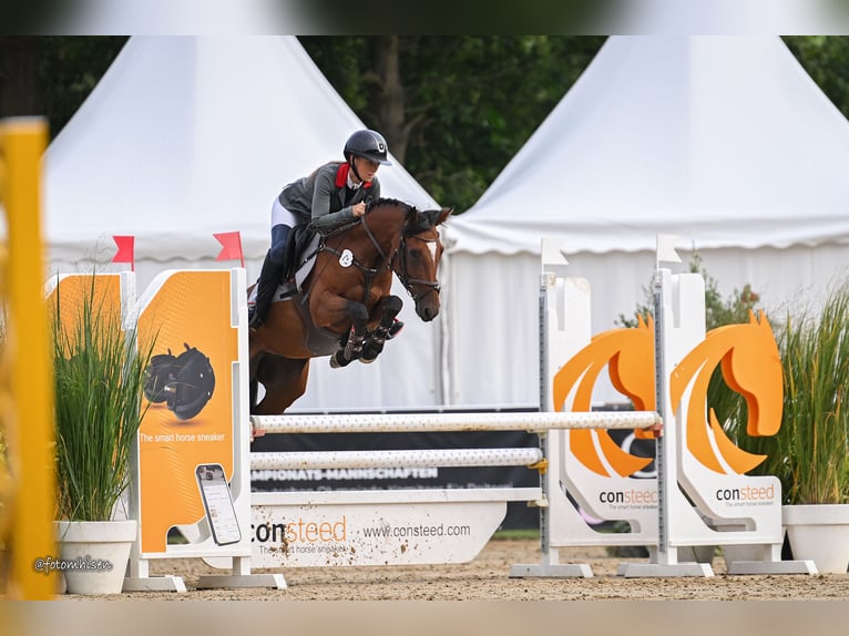 Pony tedesco Giumenta 6 Anni 145 cm Baio in Haan