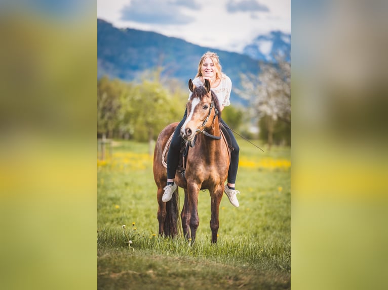 Pony tedesco Giumenta 6 Anni 145 cm Falbo in Feldkirch