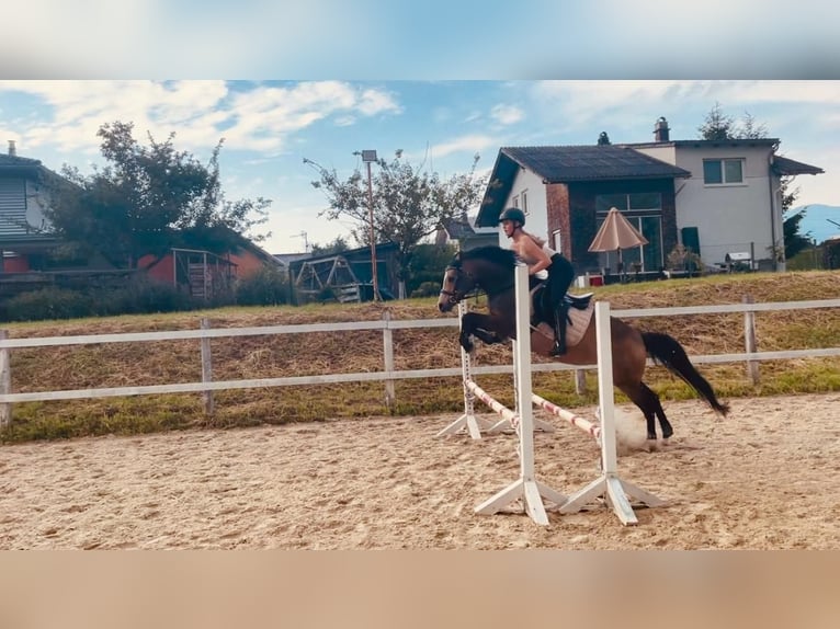 Pony tedesco Giumenta 6 Anni 145 cm Falbo in Feldkirch