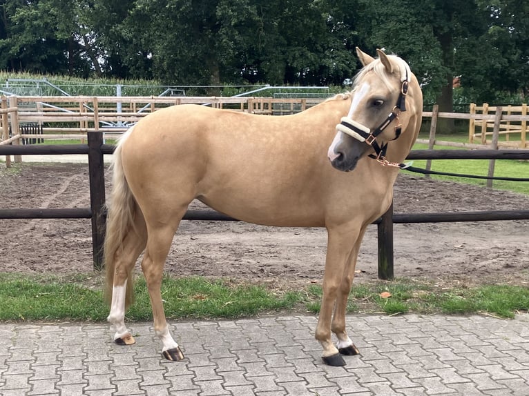 Pony tedesco Giumenta 6 Anni 145 cm Palomino in Haren