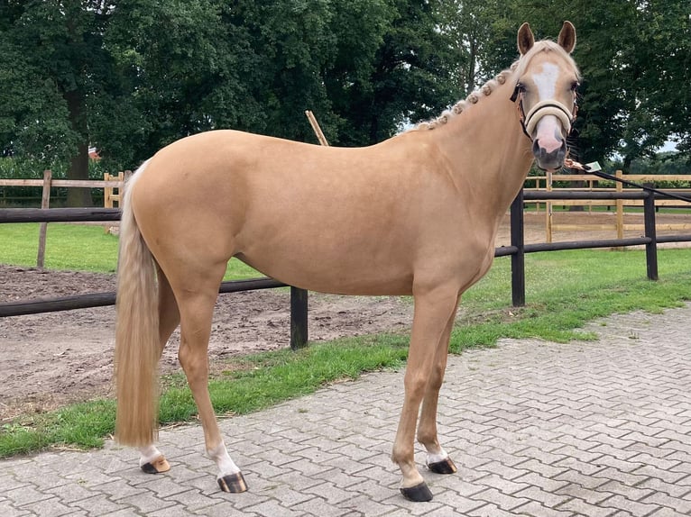 Pony tedesco Giumenta 6 Anni 145 cm Palomino in Haren